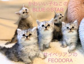 かわいい子ねこのBLUE☆STAR&サイベリアン専門FEODORA