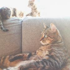 Top Cat