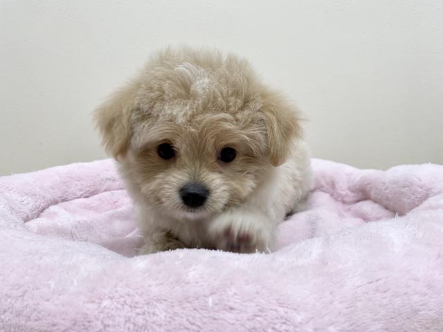 Mix チワワ トイプードル 子犬や子猫たちのペット販売情報が満載 ペットステーション