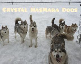 Crystal HasMara Dogs