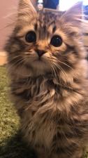 shére. cattery