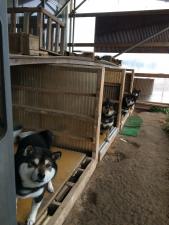大崎柴犬