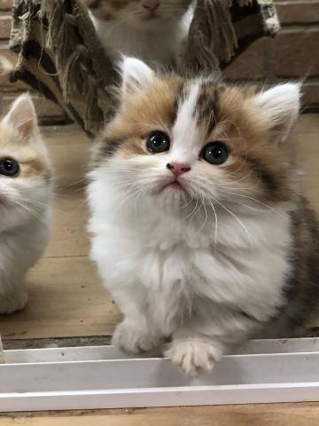 ミヌエット 旧ナポレオン マンチカン超短足 子犬や子猫たちのペット販売情報が満載 ペットステーション