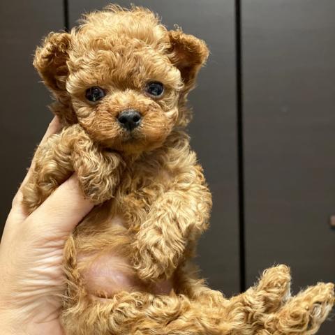 トイプードルティーカッププードル 子犬や子猫たちのペット販売情報が満載 ペットステーション