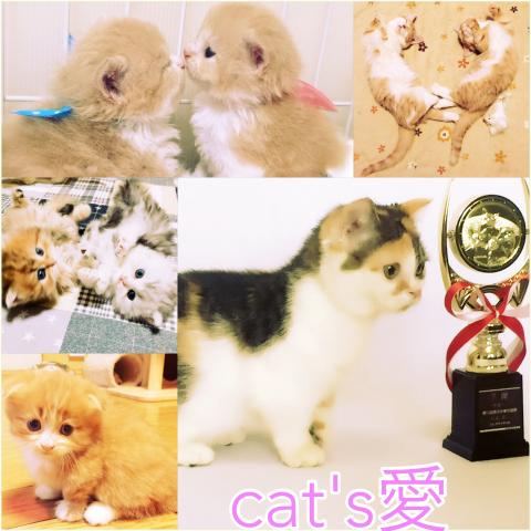 Cat's愛
