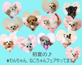 ★TIARA PETS★