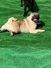bliss犬舎