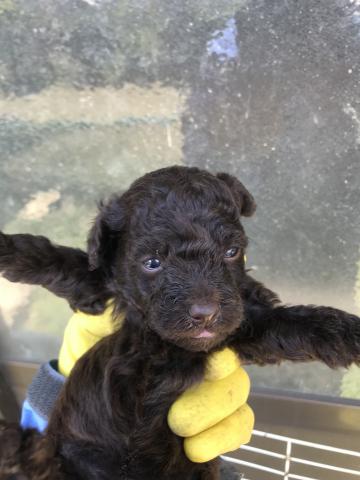 Mix 雑種 プードル系ミックス犬 子犬や子猫たちのペット販売情報が満載 ペットステーション