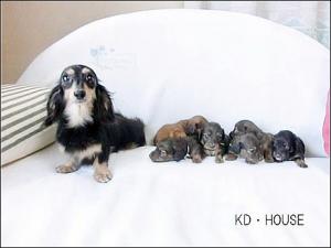 カニンヘンダックスブリーダーKD・HOUSE