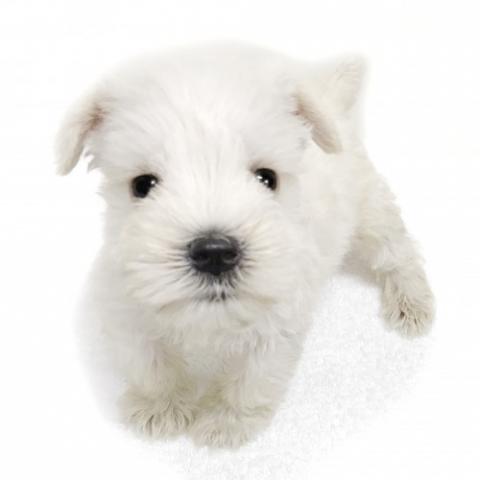 ミニチュアシュナウザー 子犬や子猫たちのペット販売情報が満載 ペットステーション