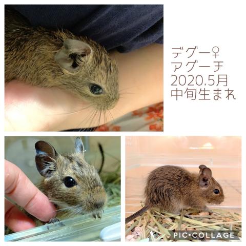 アグーチ デグー 