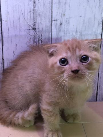 マンチカン顔まん丸のスコマン 猫カフェ ねこじゃらし