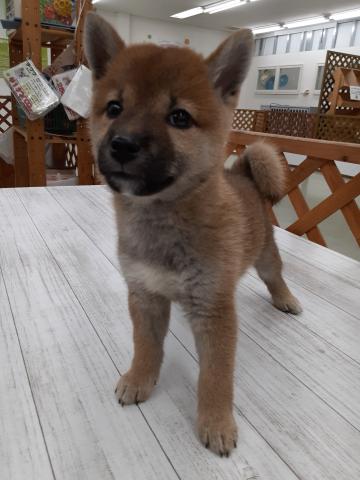 ペットパートナーズ宝塚店 兵庫県 子犬や子猫たちのペット販売情報が満載 ペットステーション