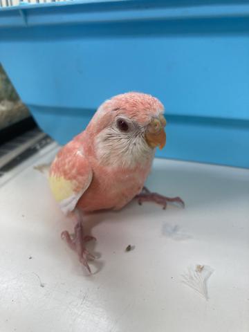 アキクサインコ 子犬や子猫たちのペット販売情報が満載 ペットステーション