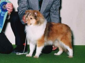 ミルキーウェイ犬舎