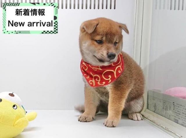 柴犬