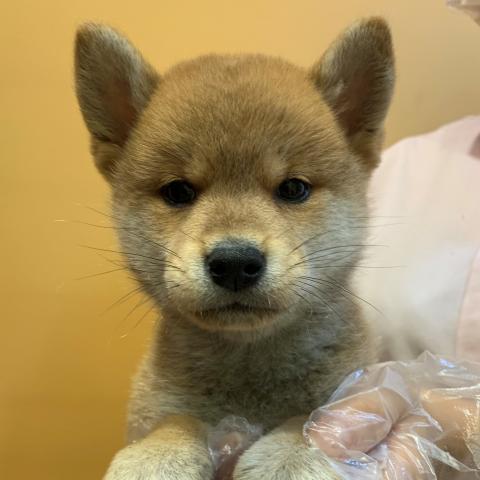 柴犬 ペットショップaペット 南千住店