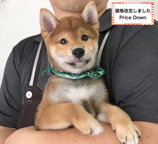 柴犬