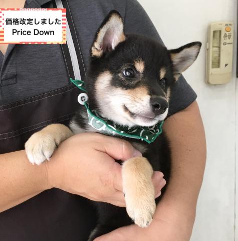 柴犬