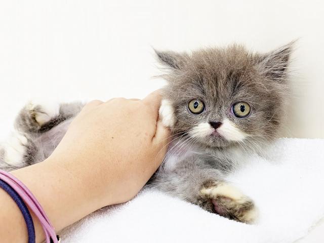 エキゾチックロングヘアー