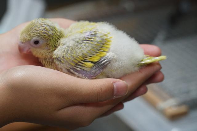 オキナインコ