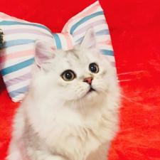 キャッテリー椿 子猫販売ブリーダー