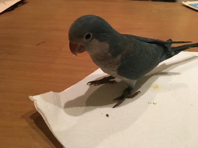 オキナインコ　ブルー