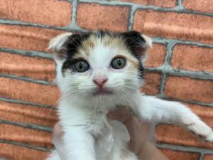 スコティッシュフォールド