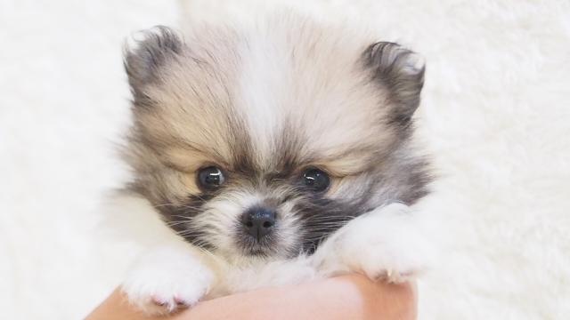 最も人気のある かねだい 犬 戸田