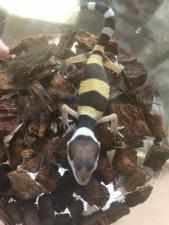 ヒョウモントカゲモドキ