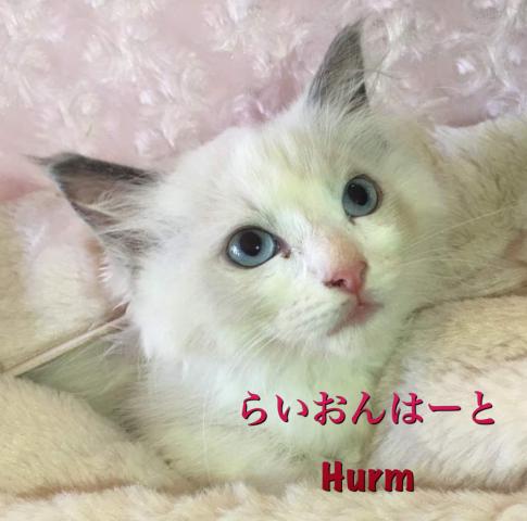 Hurm〜フルーム〜