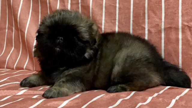 ペキニーズ 子犬や子猫たちのペット販売情報が満載 ペットステーション