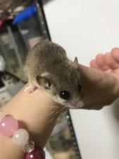 アフリカヤマネ