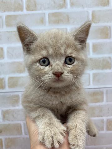 ブリティッシュショートヘアー