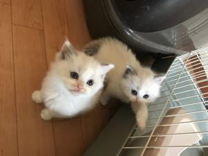 ラグドール専門ルミナスキャッテリー(北海道札幌市)
