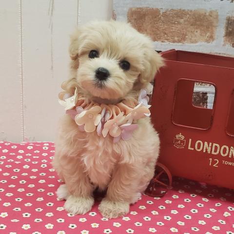 Mix 雑種 極小マルプー 子犬や子猫たちのペット販売情報が満載 ペットステーション Mix 雑種 極小マルプー 子犬や子猫たちのペット販売情報が満載 ペットステーション