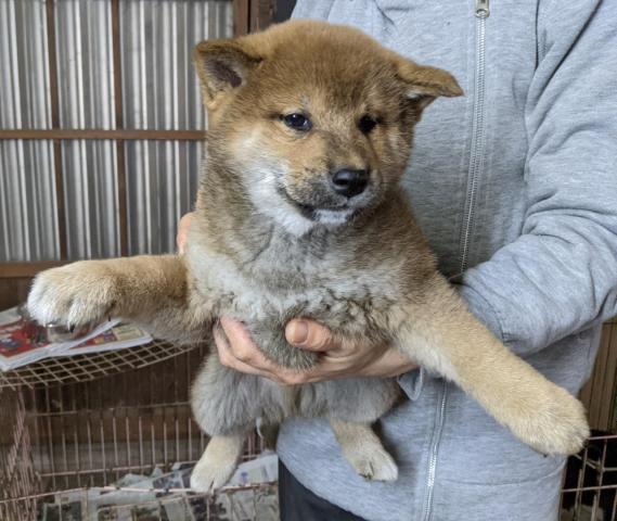 柴犬 子犬や子猫たちのペット販売情報が満載 ペットステーション