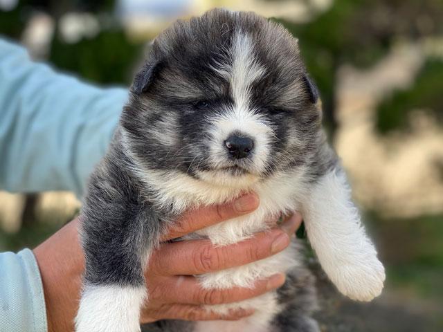 秋田犬 - 子犬や子猫たちのペット販売情報が満載「ペットステーション」