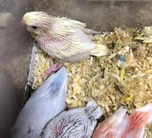 サザナミインコ　クリームイノ