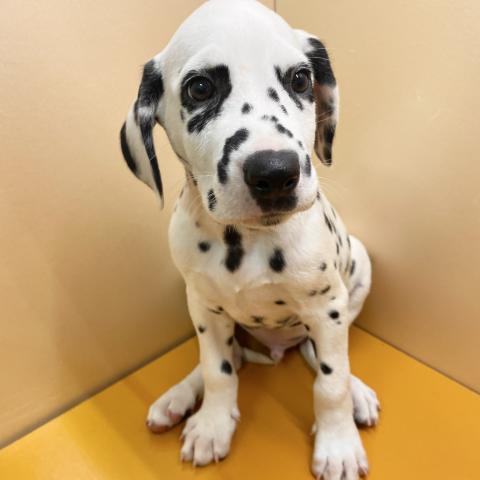 ダルメシアン 子犬や子猫たちのペット販売情報が満載 ペットステーション