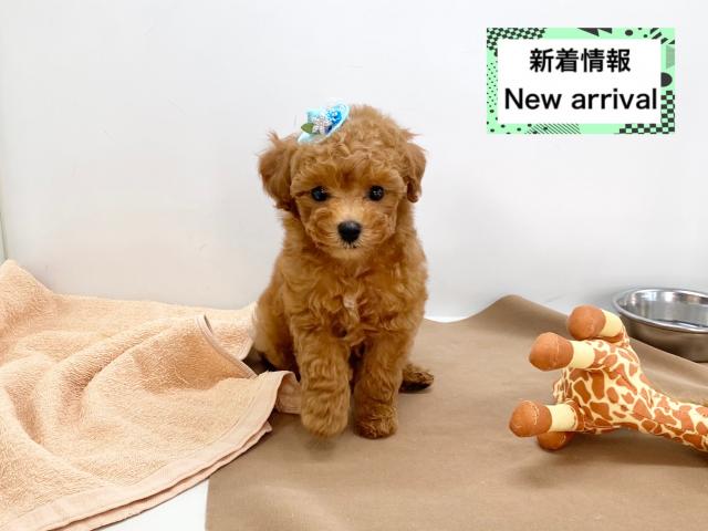 トイプードル 子犬や子猫たちのペット販売情報が満載 ペットステーション