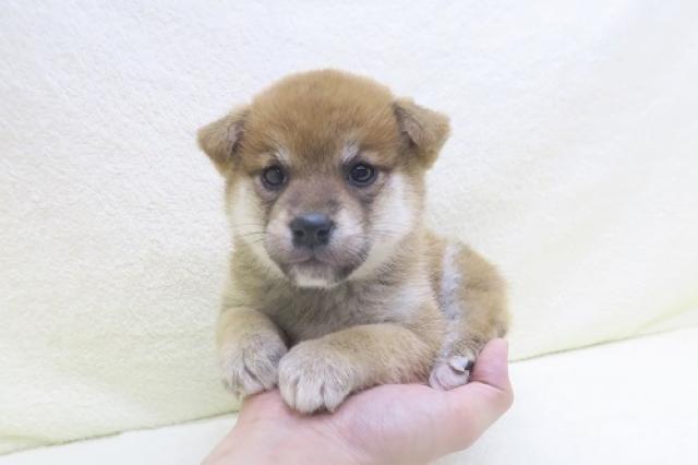 かねだい海老名店 神奈川県 子犬や子猫たちのペット販売情報が満載 ペットステーション