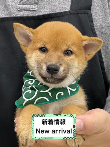 柴犬