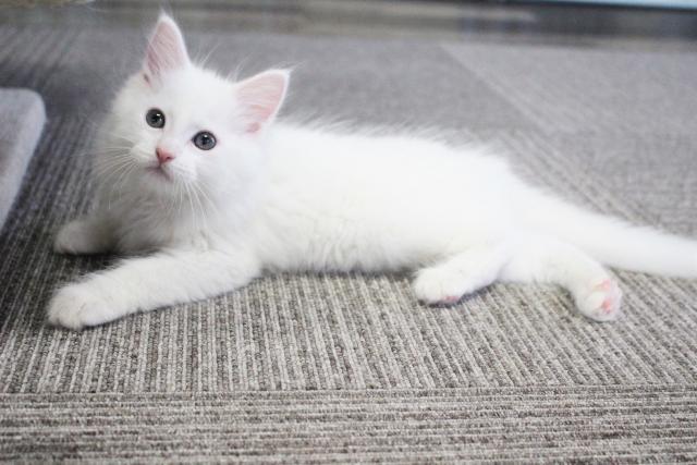 タレント猫専門店 ねこランド春日部西口店 埼玉県 子犬や子猫たちのペット販売情報が満載 ペットステーション