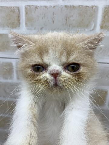 エキゾチックショートヘアー