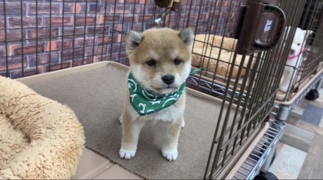 ぱぴぷぺっと 香川県 子犬や子猫たちのペット販売情報が満載 ペットステーション