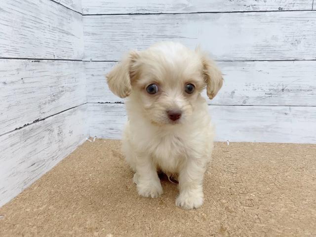 ペットアミ 野田店 千葉県 子犬や子猫たちのペット販売情報が満載 ペットステーション