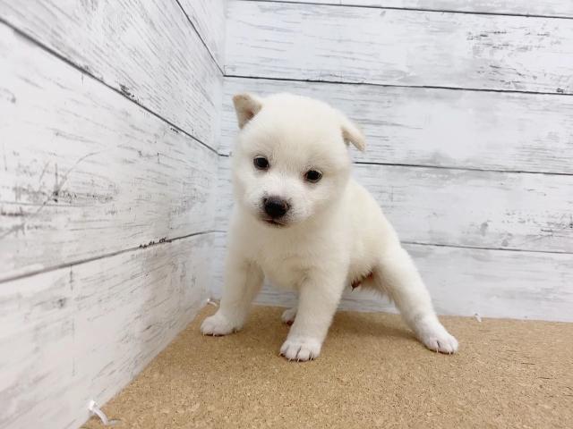 ペットアミ 野田店 千葉県 子犬や子猫たちのペット販売情報が満載 ペットステーション