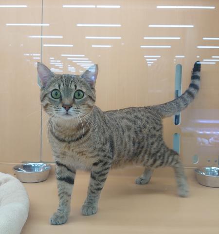 エジプシャンマウ 子犬や子猫たちのペット販売情報が満載 ペットステーション エジプシャンマウ 子犬や子猫たちのペット販売情報が満載 ペットステーション