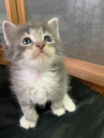 ラガマフィン 子犬や子猫たちのペット販売情報が満載 ペットステーション ラガマフィン 子犬や子猫たちのペット販売情報が満載 ペットステーション